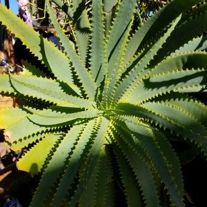 Meet your Posher, Johnny